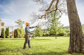 Best Fruit Tree Pruning  in Manorhaven, NY