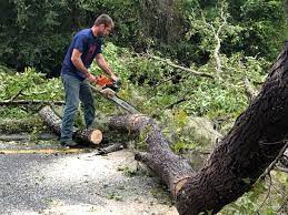 Best Storm Damage Tree Cleanup  in Manorhaven, NY