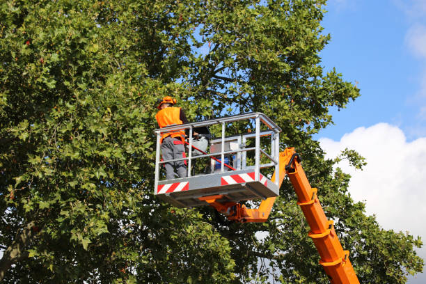 Best Commercial Tree Services  in Manorhaven, NY