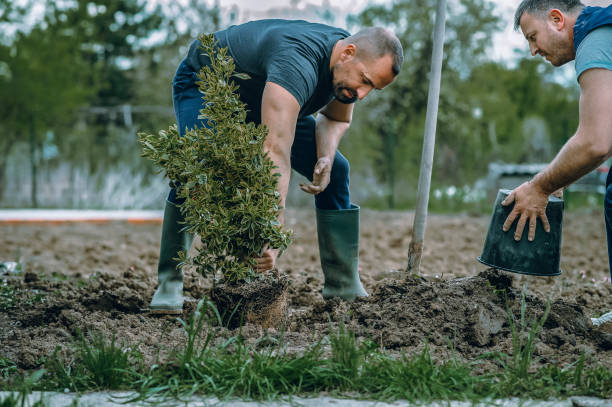 How Our Tree Care Process Works  in  Manorhaven, NY