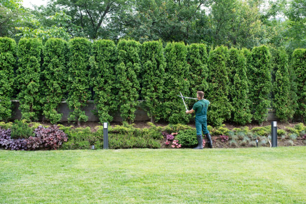 Reliable Manorhaven, NY Tree Care Services Solutions