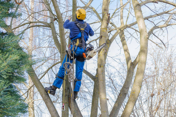 Best Tree Health Inspection  in Manorhaven, NY