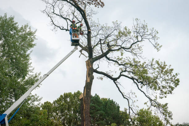 Best Leaf Removal  in Manorhaven, NY