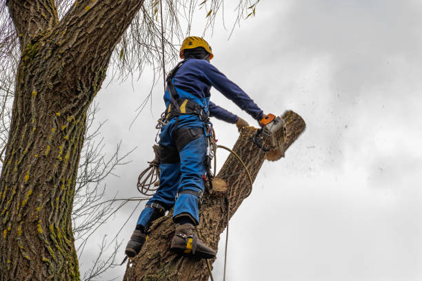 Best Hazardous Tree Removal  in Manorhaven, NY