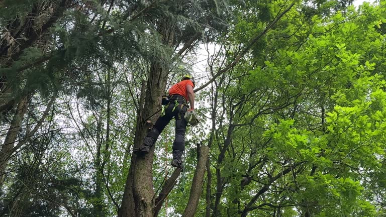 Best Palm Tree Trimming  in Manorhaven, NY