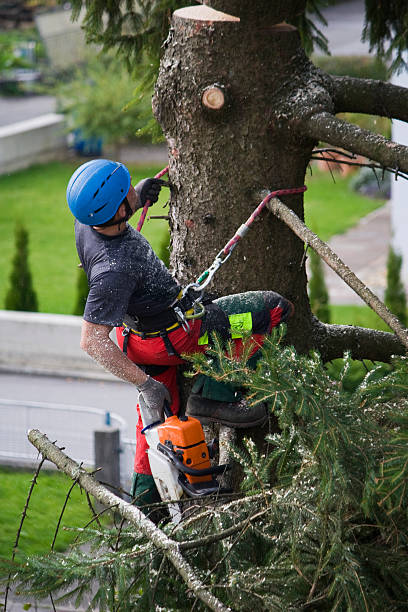 Best Tree Preservation Services  in Manorhaven, NY