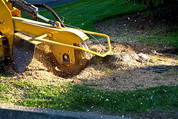 Best Sod Installation  in Manorhaven, NY